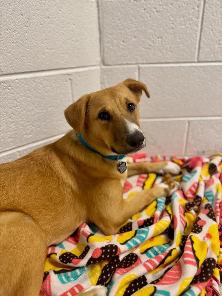 Cinnamon thumbnail 2