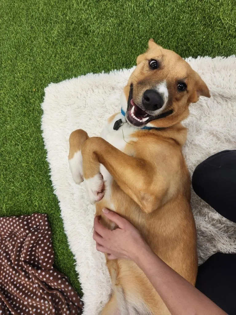 Cinnamon thumbnail 3