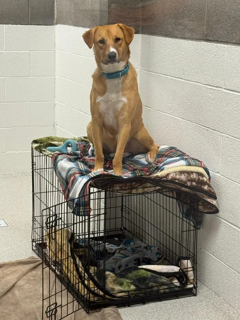 Cinnamon thumbnail 4