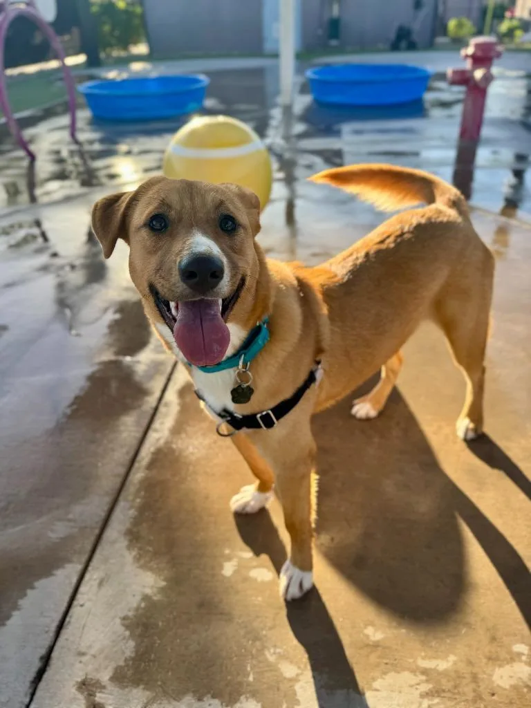 Cinnamon thumbnail 5