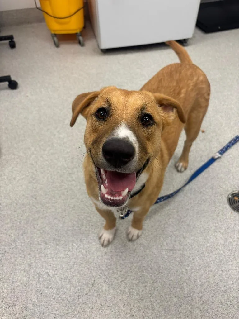 Cinnamon thumbnail 6