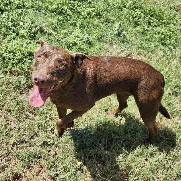 Kay Kyser GCH