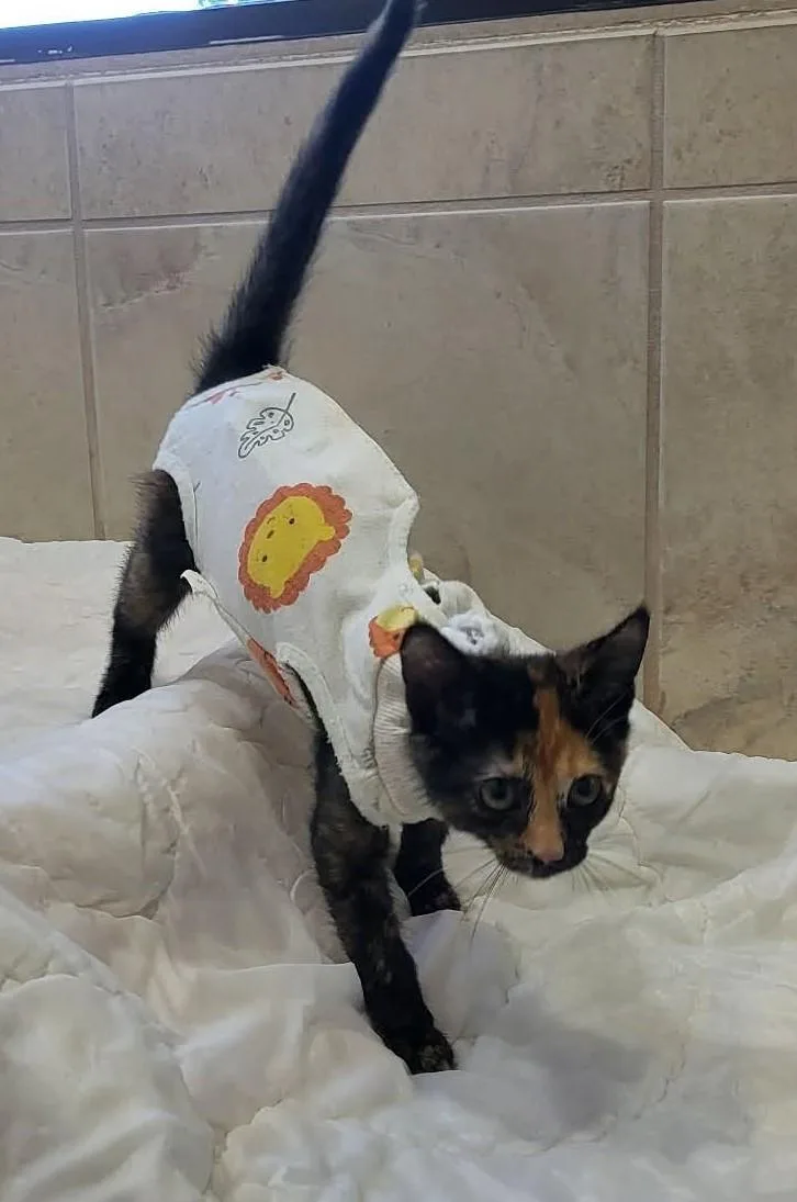 A baby small-sized female Tortoiseshell Domestic Short Hair cat named C.e.o. for adoption in Canon City, CO