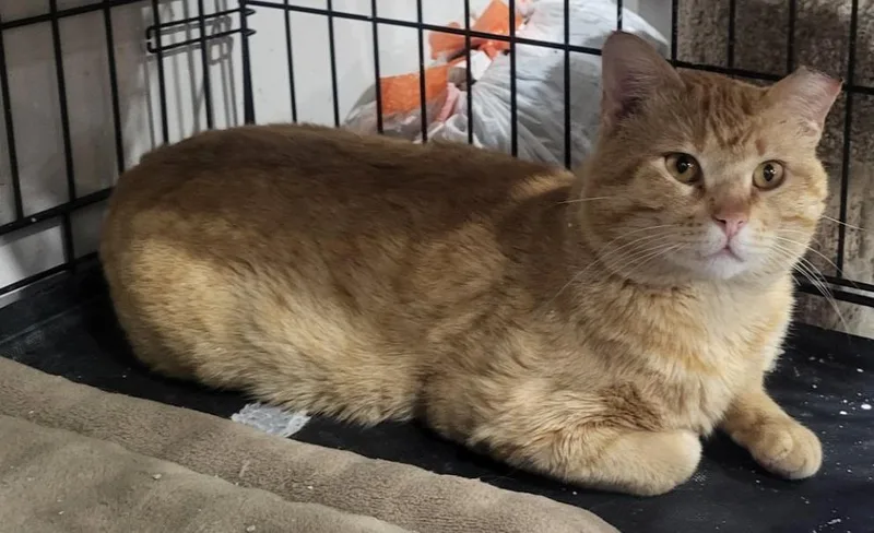 A young medium-sized male Domestic Short Hair cat named Marmalade for adoption in St. Louis, MO