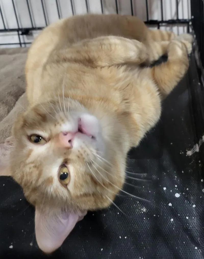 Marmalade thumbnail 3