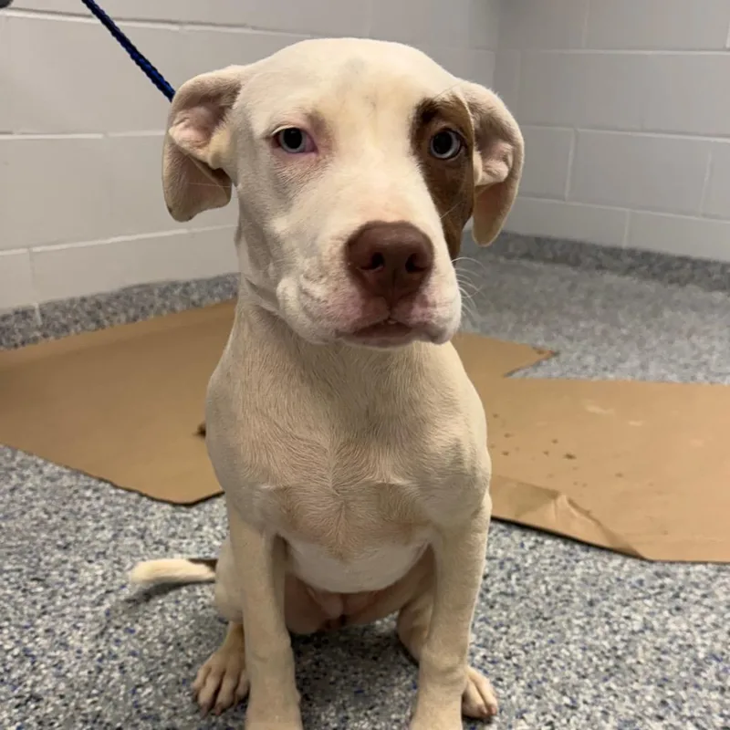 A baby medium-sized female Brown / Chocolate Mixed Breed dog named Pawlly for adoption in Greenville, SC