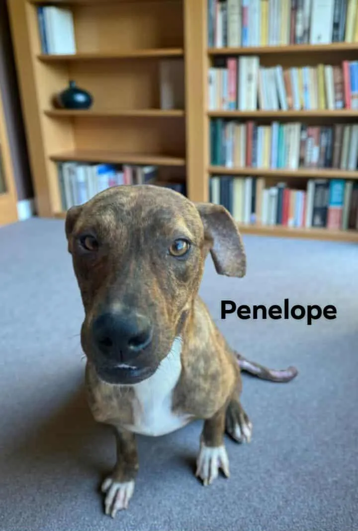 Penelope
