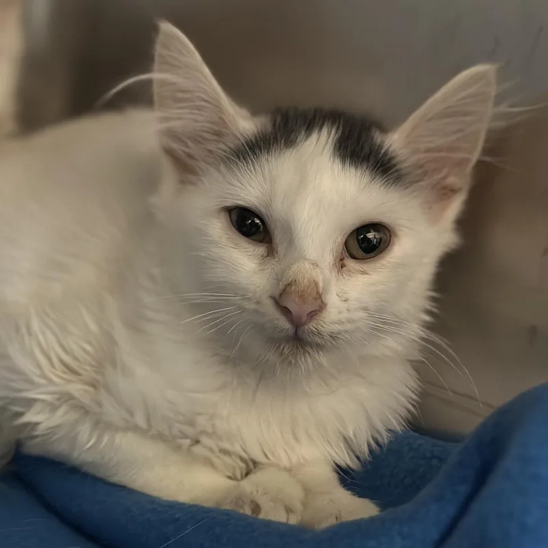 A baby small-sized female Domestic Medium Hair cat named Scarecrow for adoption in Matteson, IL