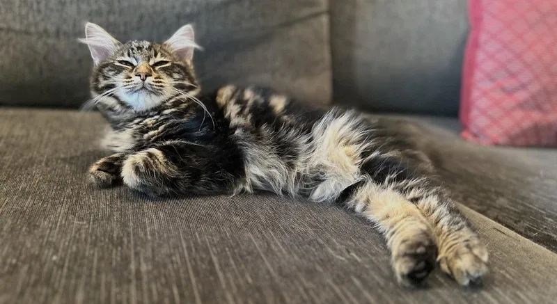 A young medium-sized male Maine Coon cat named Lynxy for adoption in Riverside, CA