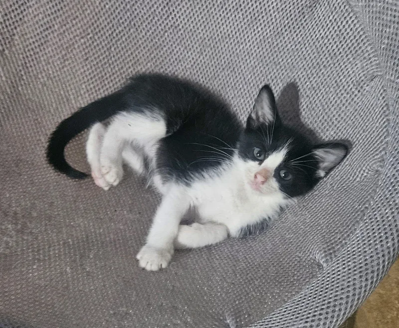 A baby medium-sized male Tuxedo cat named Jasper for adoption in Manhattan, KS