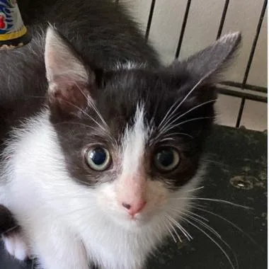A young small-sized male Black Domestic Short Hair cat named Domino Spca Pitt for adoption in Merrifield, VA