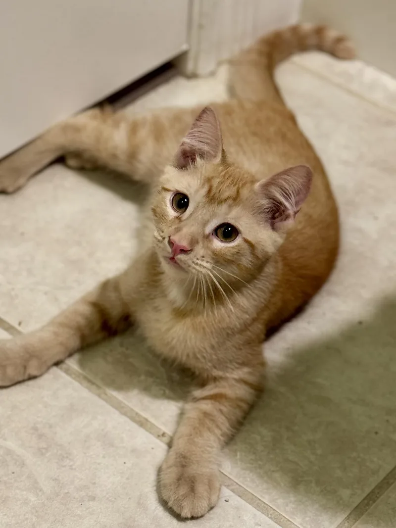 A baby small-sized male Domestic Medium Hair cat named Michael for adoption in Carlsbad, CA
