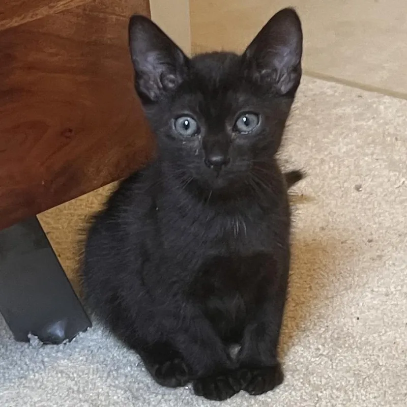 A baby small-sized female Black Domestic Short Hair cat named Sassy for adoption in Huntsville, AL