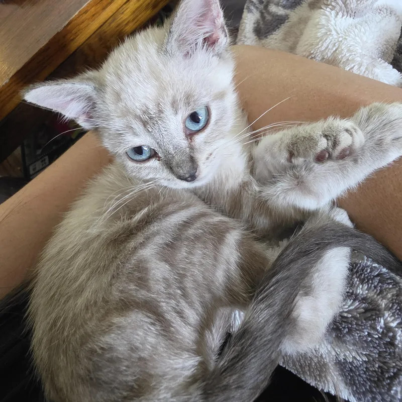A baby medium-sized male Siamese cat named Smeagol for adoption in Lees Summit, MO