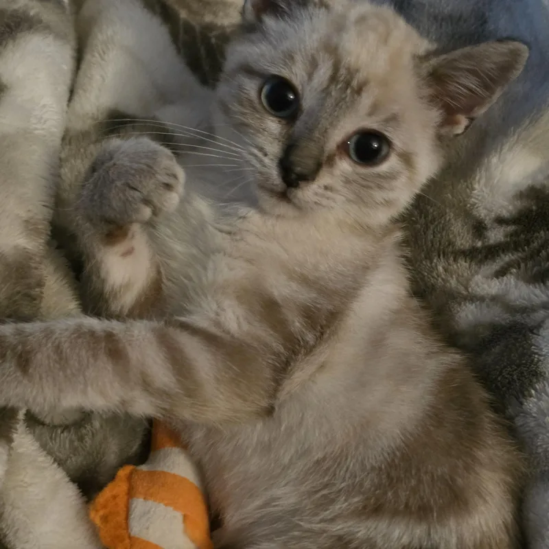 Smeagol thumbnail 3