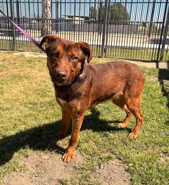 An adult medium-sized male Red / Chestnut / Orange German Shepherd Dog dog named Vince for adoption in Delano, CA