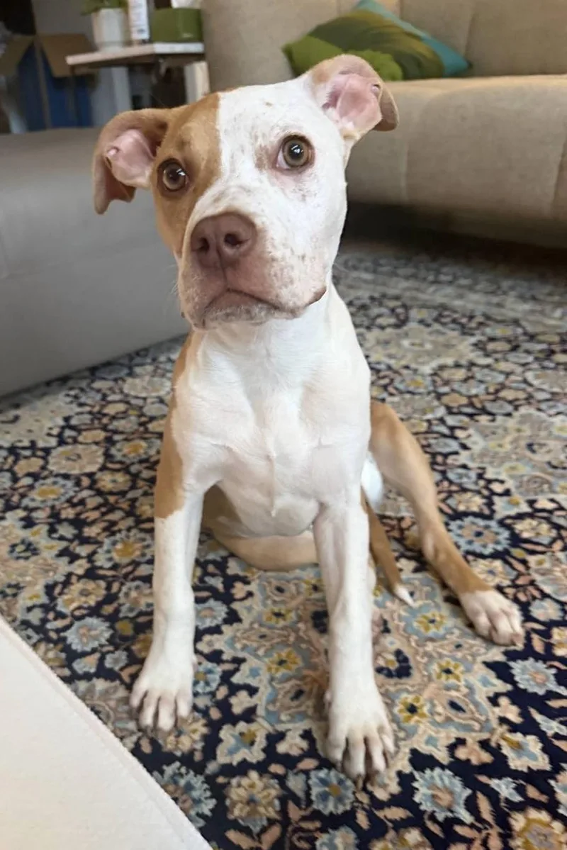 Biscuit