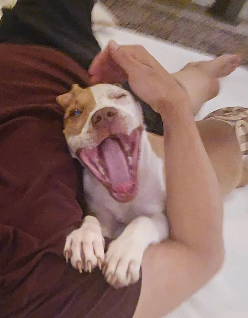 Biscuit thumbnail 4