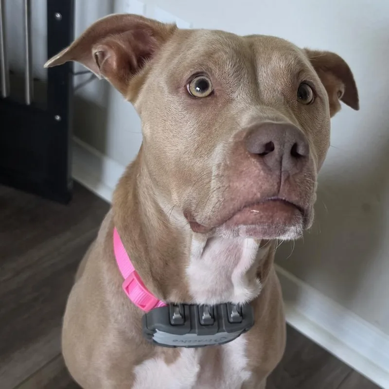 An adult medium-sized female Yellow / Tan / Blond / Fawn Pit Bull Terrier dog named Louise for adoption in Dallas, TX