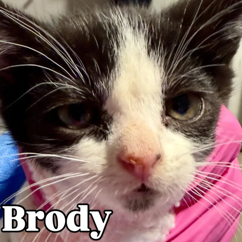 A baby medium-sized male Black Domestic Short Hair cat named Brody Silverman for adoption in Eagle Mountain, UT
