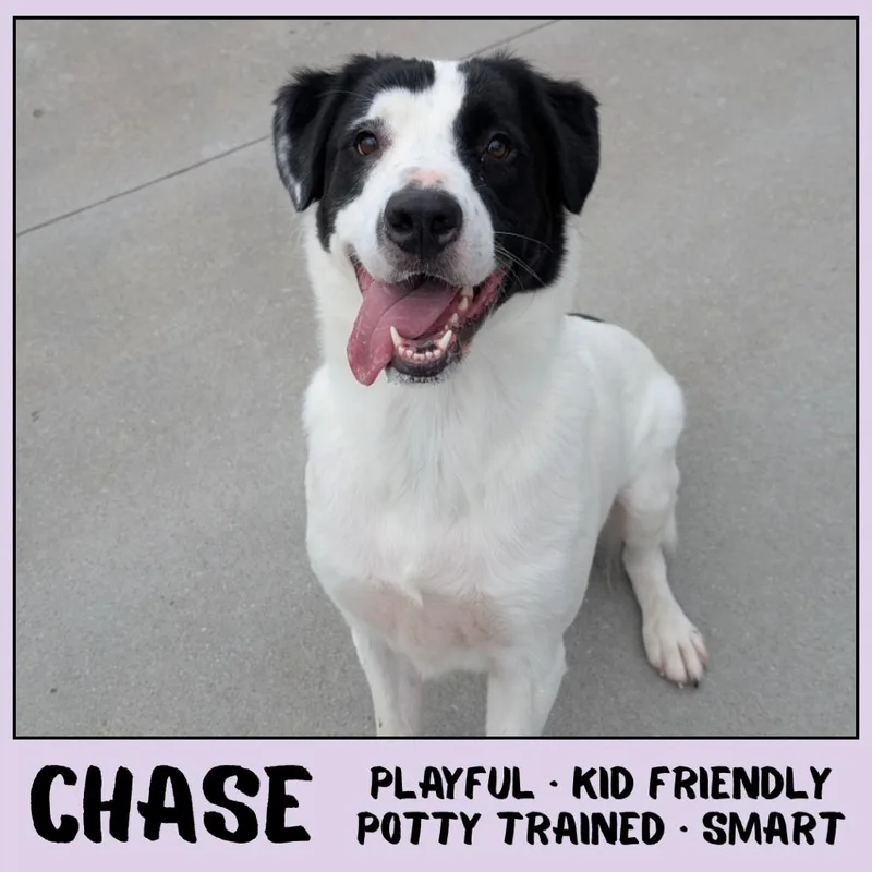 Chase thumbnail 4