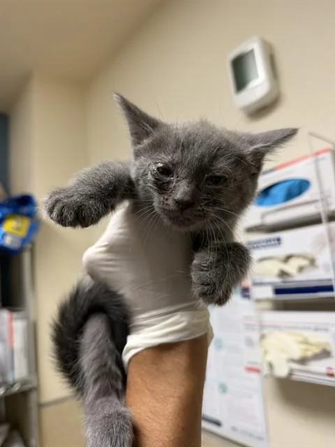 A baby small-sized female Domestic Short Hair cat named Lisa for adoption in Riverside, CA