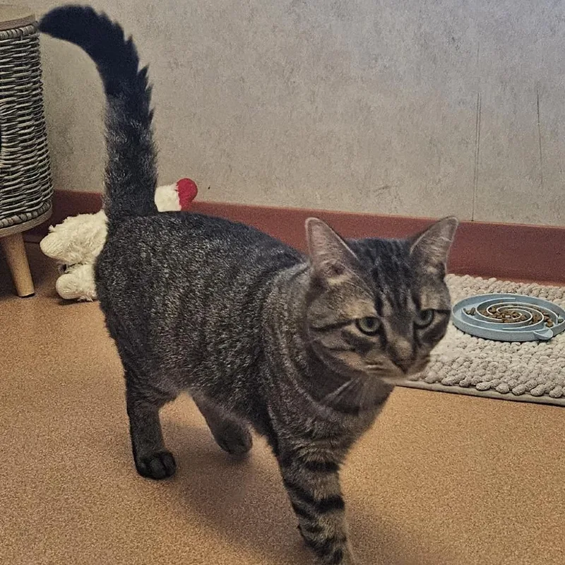 An adult medium-sized male Brown / Chocolate Domestic Short Hair cat named Bandit for adoption in Ballston Spa, NY
