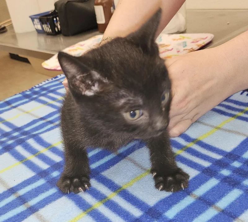A baby medium-sized male Black Domestic Short Hair cat named Clove for adoption in Tucson, AZ