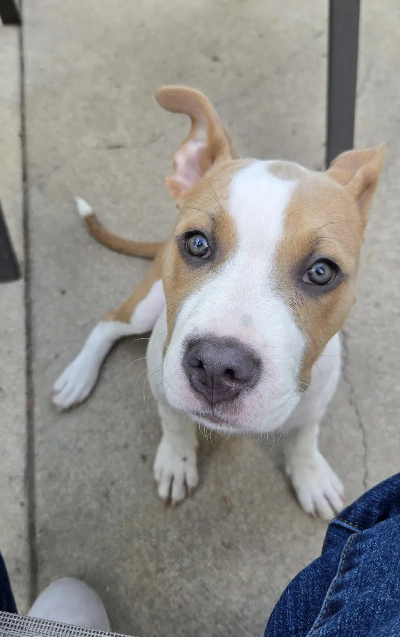 A baby medium-sized female Pit Bull Terrier dog named Riah for adoption in Saint Paul, MN
