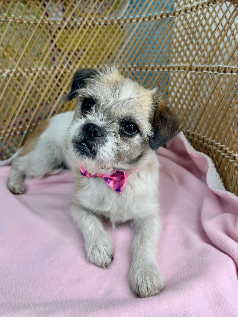 An adult small-sized female Shih Tzu dog named Paisley for adoption in Yakima, WA