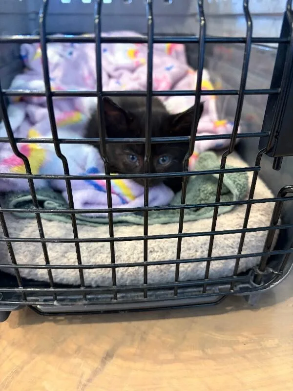 A baby small-sized female Black Domestic Short Hair cat named Spider for adoption in Fruit Heights, UT
