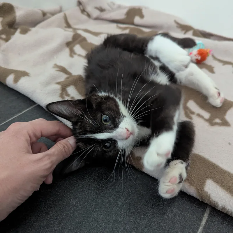 A baby medium-sized female Black Domestic Short Hair cat named Crumpet for adoption in West Richland, WA
