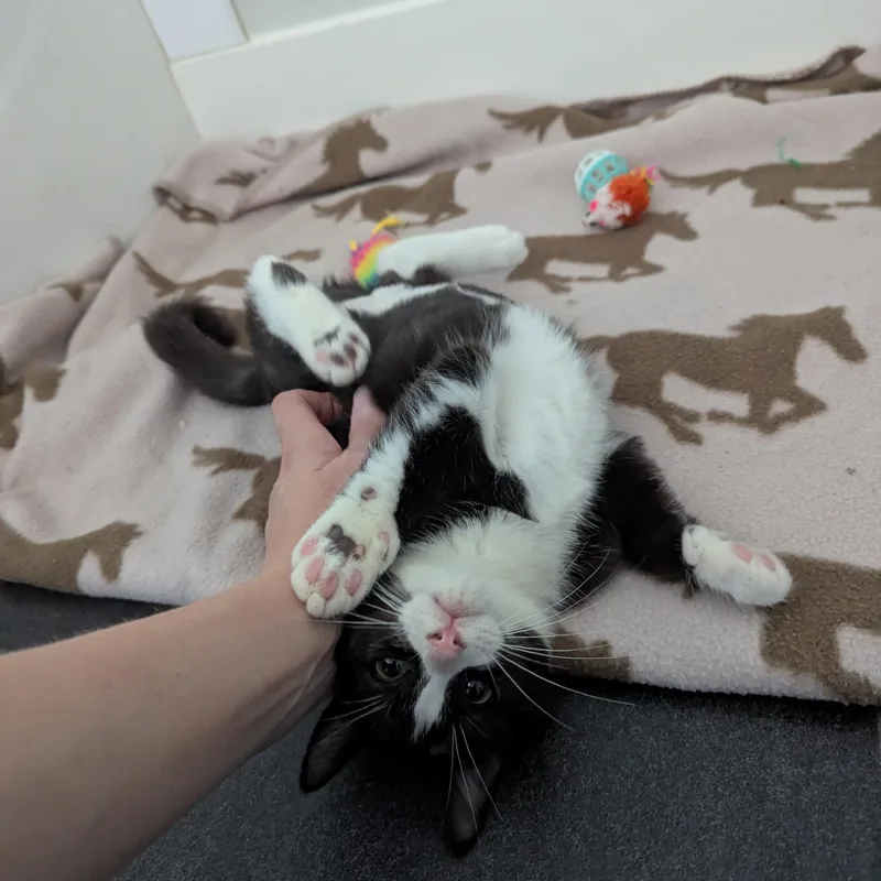Crumpet thumbnail 3