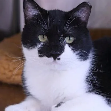 A young medium-sized male Black & White / Tuxedo Domestic Short Hair cat named Nick for adoption in Minneapolis, MN