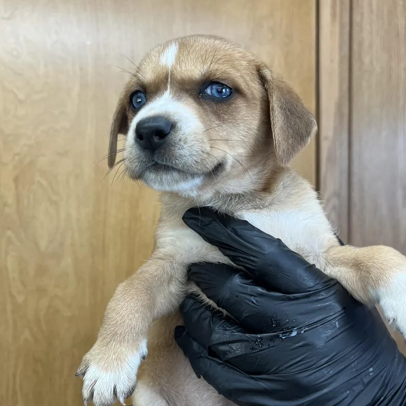 A baby small-sized female Yellow / Tan / Blond / Fawn Beagle dog named Belle D for adoption in Lebanon, TN