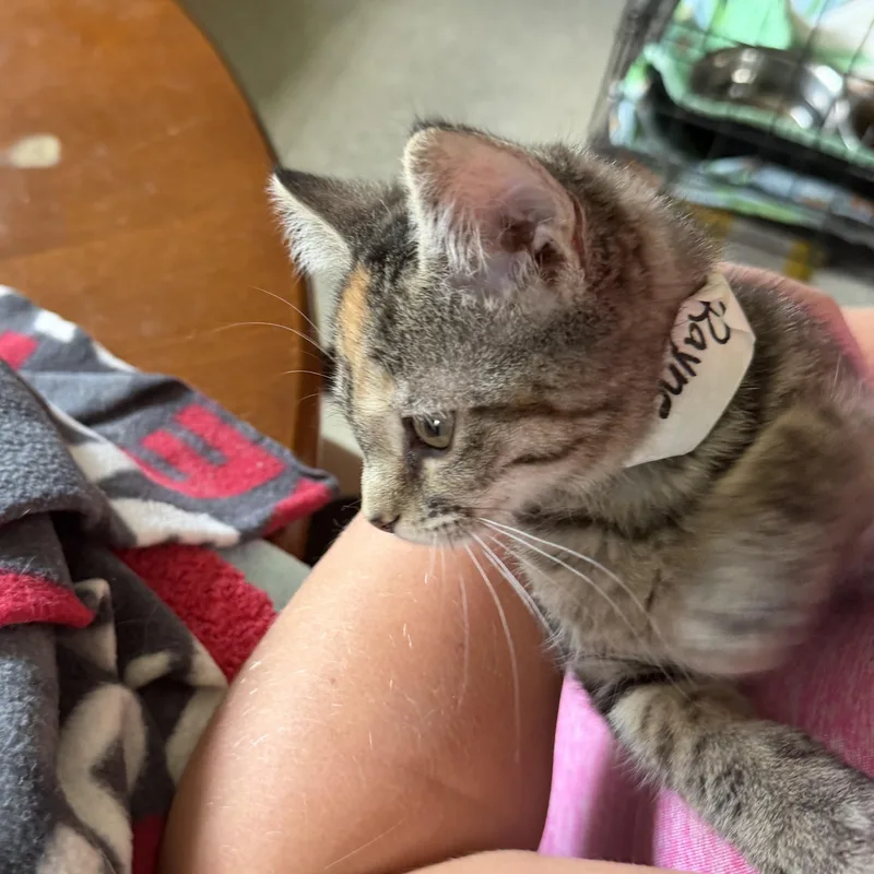 A baby medium-sized female Domestic Short Hair cat named Rayne for adoption in Warren, OH