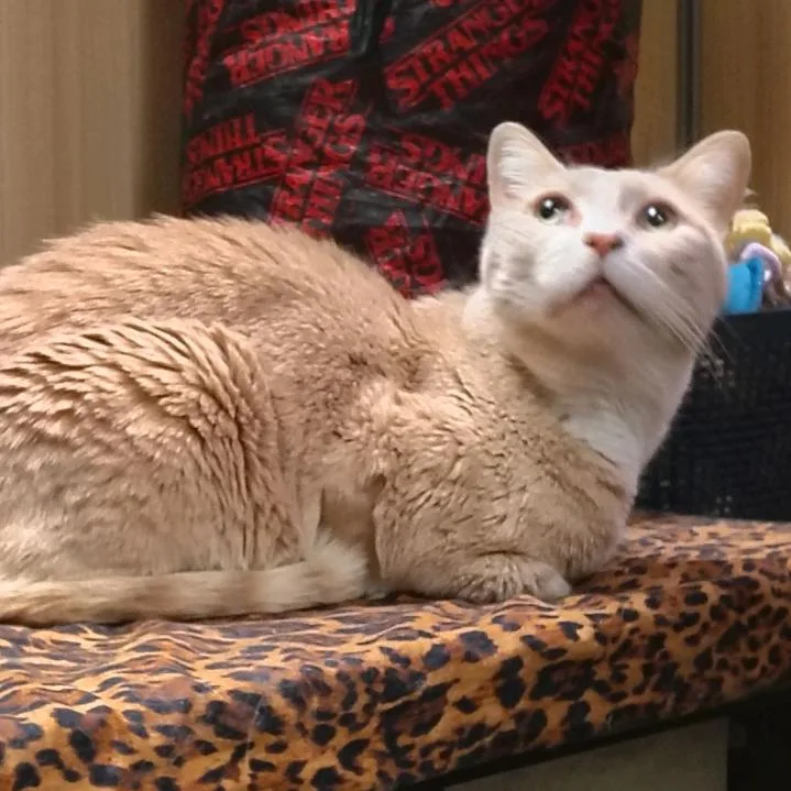 Channing thumbnail 3