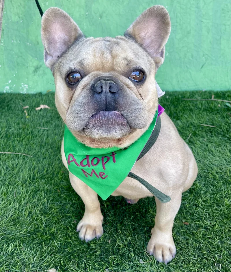 A young small-sized male Apricot / Beige French Bulldog dog named Tank for adoption in Rowland Heights, CA