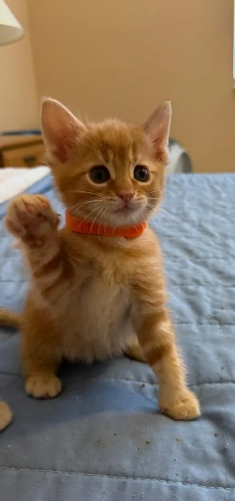 A baby medium-sized female Domestic Short Hair cat named Laranja for adoption in Hamilton, OH