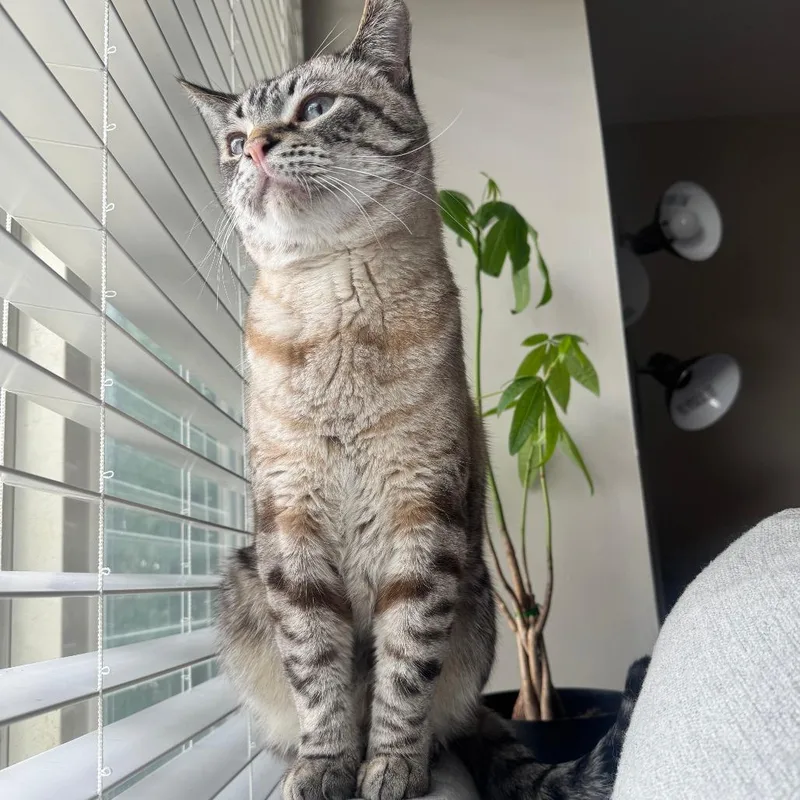 Mufasa Razo thumbnail 3