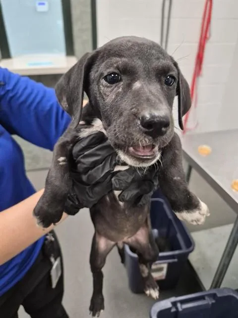A baby medium-sized female Labrador Retriever dog named Pinkie Pie for adoption in Corpus Christi, TX