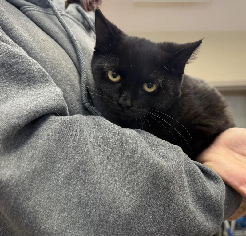 A young medium-sized female Domestic Short Hair cat named Tarot for adoption in West Haven, CT