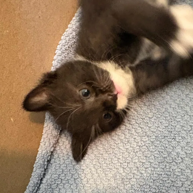 A baby small-sized male Black Domestic Short Hair cat named Greggory for adoption in Westport, CT