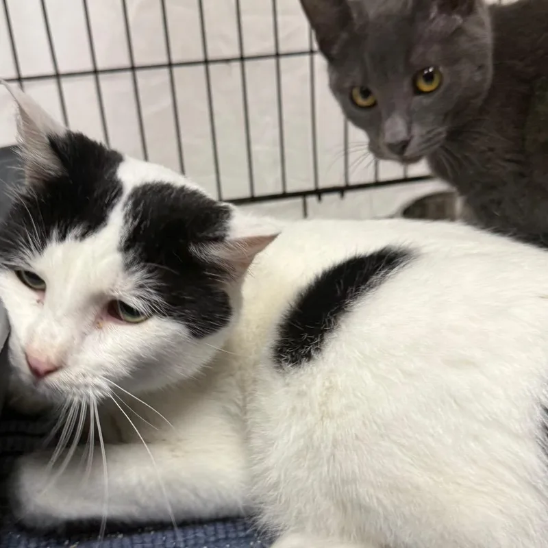 A young medium-sized male White Domestic Short Hair cat named Truffle for adoption in Normal, IL