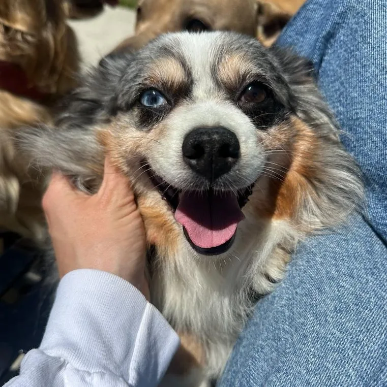 A senior small-sized male Australian Shepherd dog named Flapjack for adoption in Toledo, OH