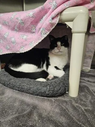 A senior small-sized male Domestic Short Hair cat named Marlin for adoption in Munster, IN
