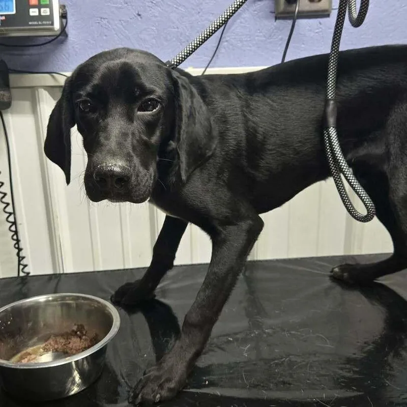 A young medium-sized male Black Labrador Retriever dog named Ranger for adoption in Springboro, OH