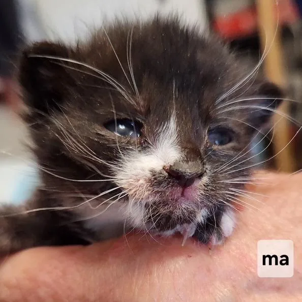 A baby small-sized male Black Domestic Short Hair cat named B Stanley for adoption in Arizona City, AZ