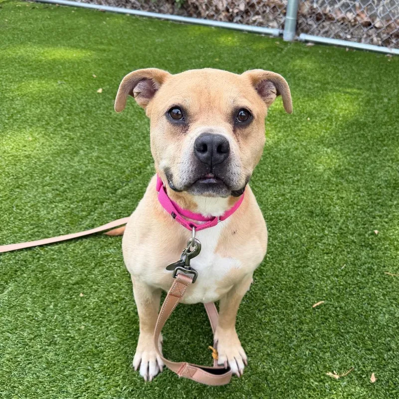 An adult medium-sized female Yellow / Tan / Blond / Fawn Pit Bull Terrier dog named Elway for adoption in Warwick, RI