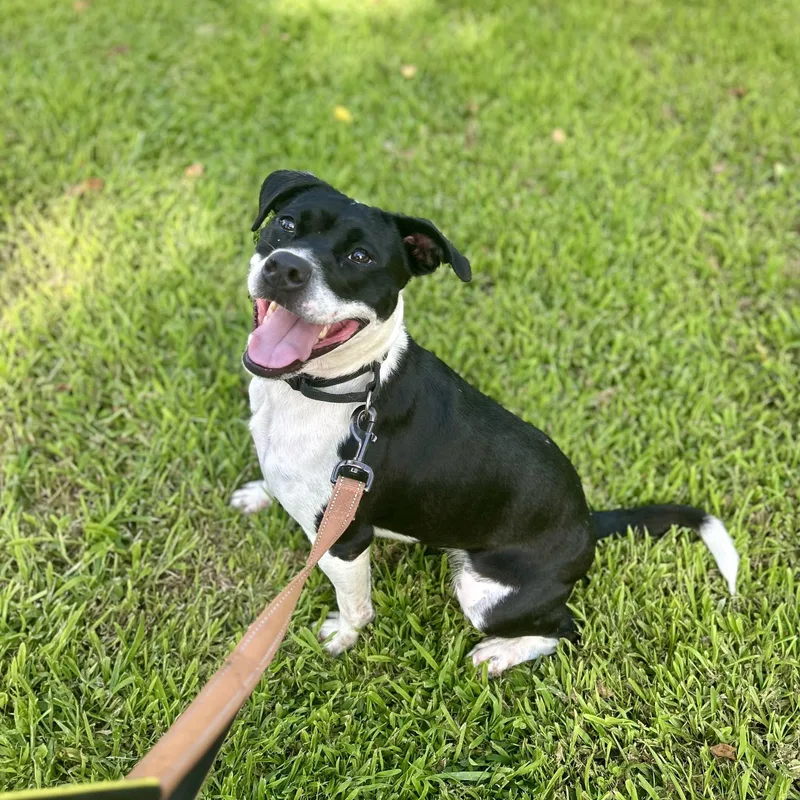 An adult medium-sized female American Bully dog named Zoe for adoption in East Orange, NJ